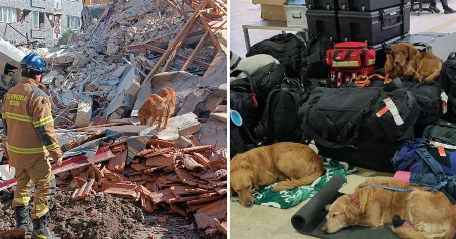 遠赴土耳其救援！搜救犬任務結束返國，機場全累趴畫面曝光，網淚：感謝你們的付出！